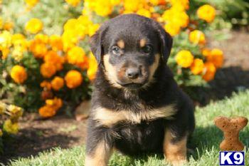 Puppies in PA